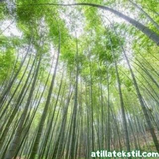 Kumaş Üretimine Tesis Edilmiş Bambu Ağaçlarının Bulunduğu Bir Orman - Endonezya