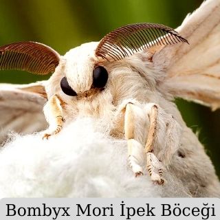 Bombyx Mori İpek Böceği Familyasında Yer Alan Hayvan Türü - Sevimli Bir Böcek - Antenleri Mevcut