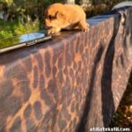 Parlak Leopar Desen Masa Örtüsü Siyah Kahverengi Renk Satın Alma Ürün Fotoğrafı